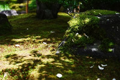 Close-up of moss growing on field