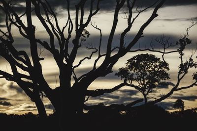 Trees against sky at sunset