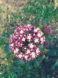 Close-up of pink flowers blooming outdoors