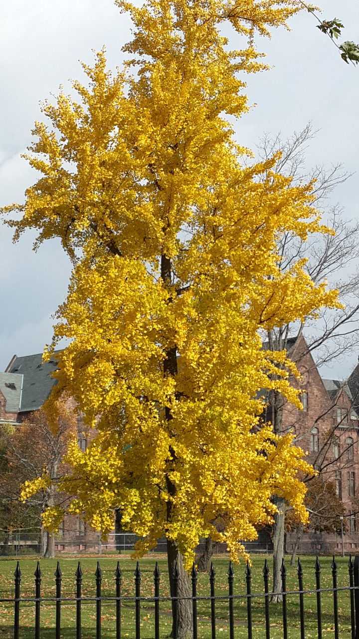 tree, yellow, building exterior, architecture, built structure, growth, branch, low angle view, autumn, clear sky, nature, day, season, outdoors, leaf, change, sunlight, no people, house, green color