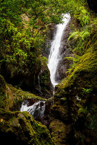 Scenic view of waterfall in forest