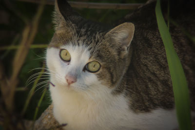 Close-up portrait of a cat