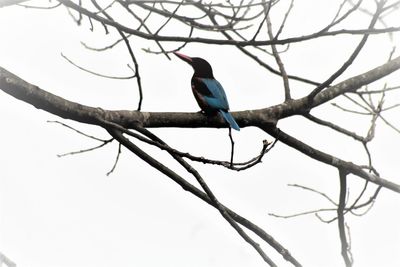 Low angle view of bird perching on branch