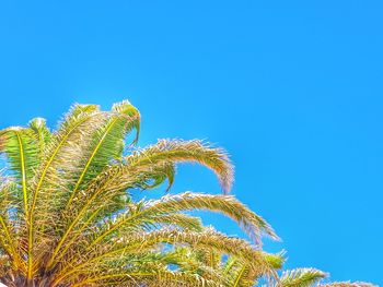 Low angle view of palm tree against clear blue sky