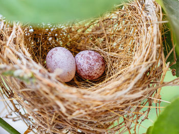 Close-up of sparrow eggs in nest