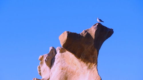 Seagull on rock formation - screaming rock