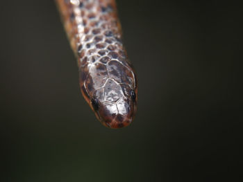 Close-up portrait of a turtle