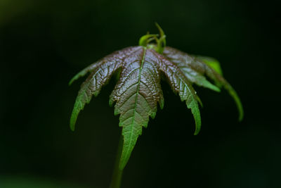 Close-up of insect on leaf