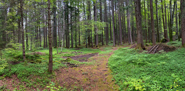 Trees growing in forest