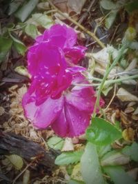 Close-up of pink flowers