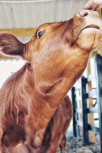 Close-up of a horse