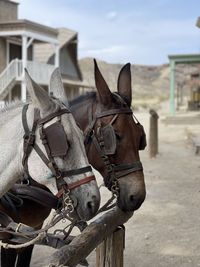 Horse cart in the far west