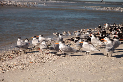 Nesting royal tern thalasseus maximus on the white sands of clam pass in naples, florida.