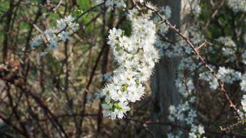 Close-up of white cherry blossoms in spring