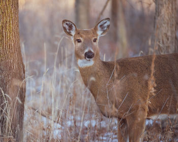 Portrait of deer standing on field