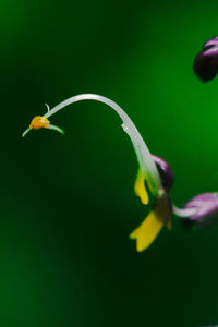 Close-up of yellow flower against green background