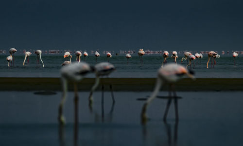 Flock of birds in the lake