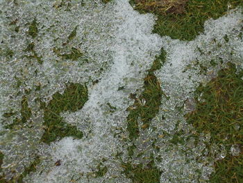 frost