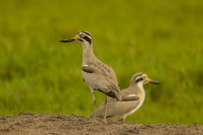 Close-up of birds perching on land