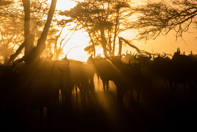 Wildbeest migration betwen serengeti and maasai mara national park