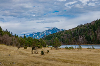 Panoramic shot of trees on landscape against sky