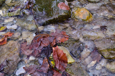High angle view of water flowing through rocks