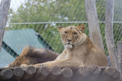 Lion relaxing in a zoo