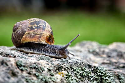 Close-up of snail on rock