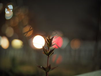 Close-up of flowering plant