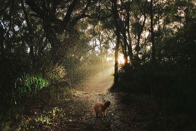 Scenic view of sunset over river