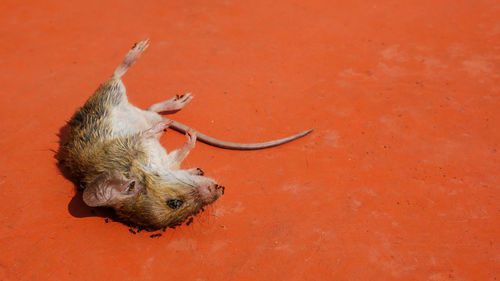 High angle view of dead rat red footpath