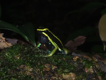 Close-up of a lizard on leaf at night