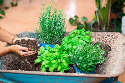 High angle view of hand holding potted plant