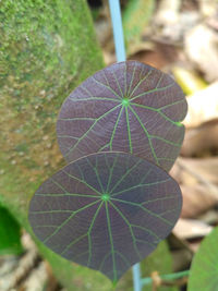 Close-up of leaf