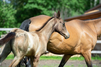 Close-up of a horse on field