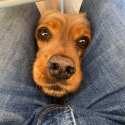Portrait of dog