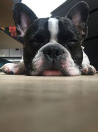 Close-up of french bulldog sleeping