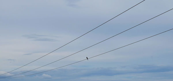 Low angle view of birds flying against sky