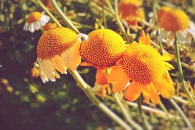 Close-up of yellow flowering plant on field