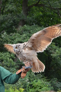 Cropped image of falconry holding eurasian eagle owl