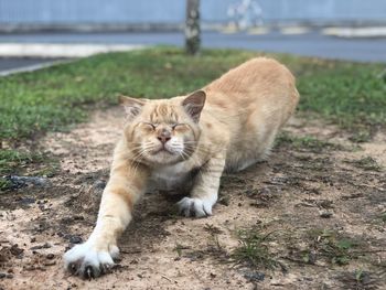 Portrait of ginger cat on land