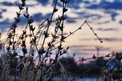 Close-up of plant against sky