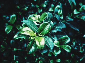 High angle view of green leaves on field