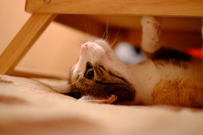 Cat below table at home