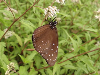Close-up of butterfly pollinating flower