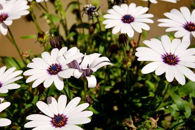 Close-up of white flowers