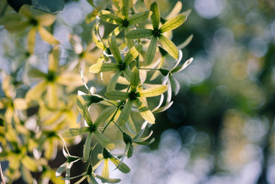 Close-up of flowering plant