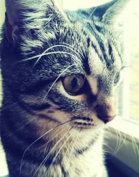 Close-up portrait of cat