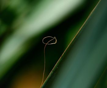 Close-up of plant