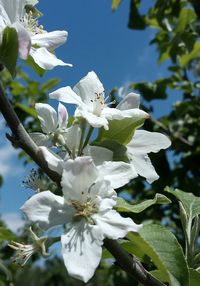 Close-up of apple blossoms in spring